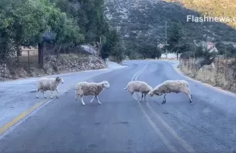 Σφακιά: Κριάρια τσακώνονται στη μέση του δρόμου - Παίρνουν φόρα και «δίνουν κουτουλιές» 