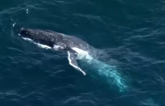 Φάλαινα στο Σίδνεϊ