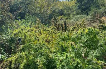 Χασισοφυτεία με 1030 δενδρύλλια εντόπισε η ΕΛ.ΑΣ στα Σφακιά