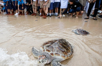 Θαλάσσιες χελώνες