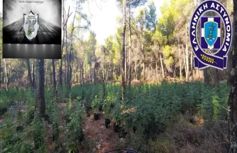 Εξαρθρώθηκε εγκληματική οργάνωση που καλλιεργούσε δενδρύλλια κάνναβης