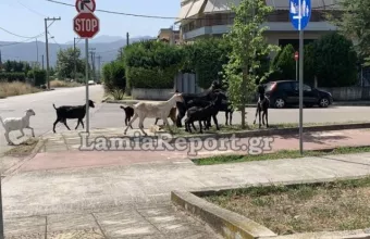 Κατσίκια στη Λαμία