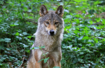 Λύκος «έκοβε» βόλτες έξω από παιδικό σταθμό στη Νέα Πέλλα 