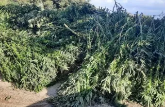 «Χασισοφυτεία-μαμούθ» στην Κρήτη- Φύτεψαν 1150 δενδρύλλια σε έκταση της Μονής Σαββαθιανών