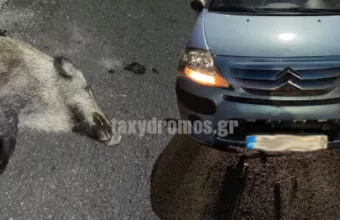 αγριογουρουνο