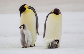 Έρευνα σοκ: Τα 2/3 των ειδών της Ανταρκτικής απειλούνται με εξαφάνιση