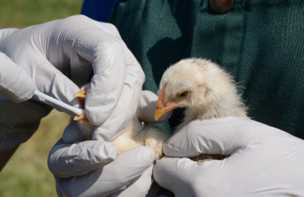 Γρίπη πτηνών: Αποδεκατίζει τις πάπιες - Ακριβότερο το φουά γκρα φέτος