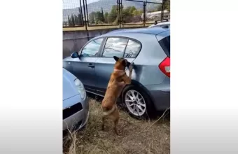 Σκύλος ΕΛ.ΑΣ
