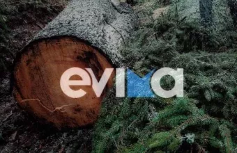 Πεύκο