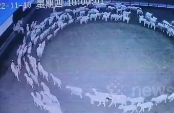 Κίνα: Μυστήριο με πρόβατα, επί 12 μέρες κάνουν αδιάκοπα κύκλους σε φάρμα – Βίντεο