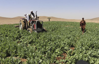 Αυξήθηκε η καλλιέργεια παπαρούνας στο Αφγανιστάν
