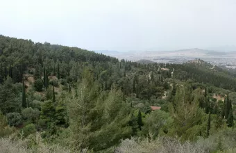 Δάσος