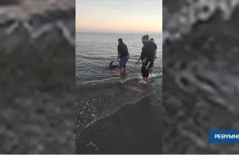 Φάλαινα - Ρέθυμνο
