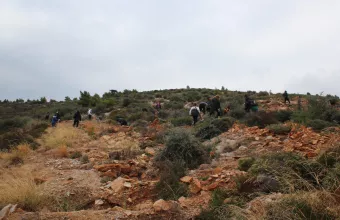 Δεντροφύτευση