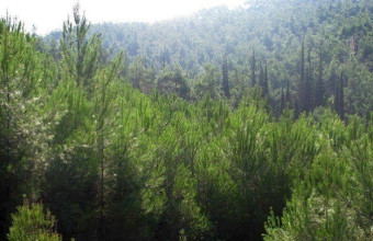Το πρώτο «βρώσιμο» δάσος θα δημιουργηθεί στη Νεάπολη Θεσσαλονίκης