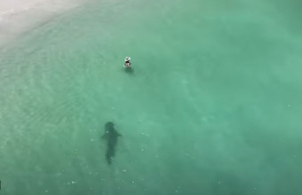 Καρχαρίας στην Αυστραλία