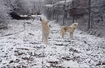 λυκος
