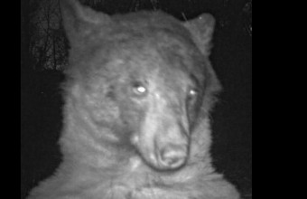 Αρκούδα στο Κολοράντο, στάθηκε μπροστά από κάμερα και έβγαλε 400 σέλφις
