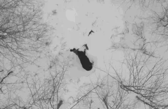 moose