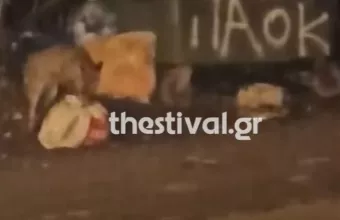 Αλεπού στη Θεσσαλονίκη