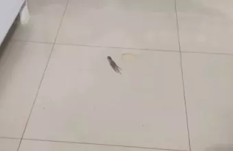 χταποδι