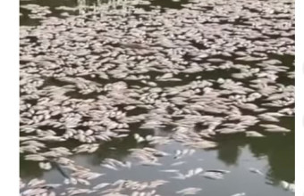 Νεκρά ψάρια στην Αυστραλία