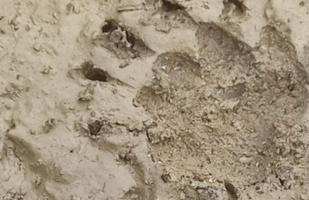 Τα σημάδια που άφησε η αρκούδα περπατώντας στην παραλία της Νταμούχαρης