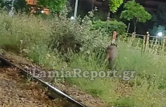 Αγριογούρουνο