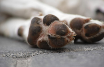 Σκληρές εικόνες στη Γουριώτισσα: Ασυνείδητοι φόλιασαν γάτες και σκυλιά - Σκληρές εικόνες