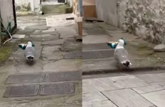 γλάρος