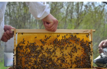 Νέο πρόγραμμα κατάρτισης στη μελισσοκομία 