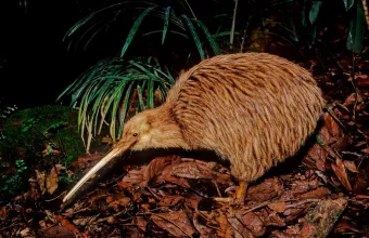 Kiwi (bird)