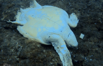Νεκρή θαλάσσια χελώνα στη Νάξο- Φέρει τραύματα από μαχαίρι