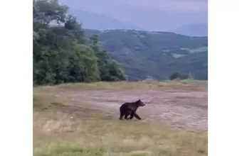 αρκουδα, Γρεβενά