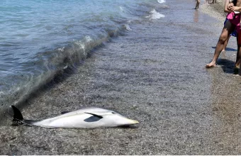 δελφίνι