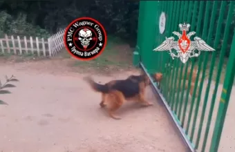 Dogs 