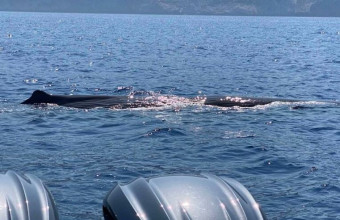 φάλαινα, Κρήτη