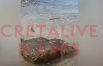 Κρήτη καρχαριακι