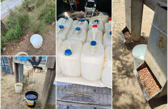Κίνδυνος να μείνουν χωρίς τροφή και νερό 47 σκύλοι στο Σέιχ Σου