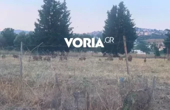 Αγριογούρουνα 