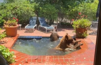Αρκούδες κάνουν μπάνιο σε πισίνα