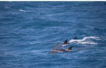 δελφίνια, Ασπροβάλτα