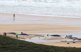 Dolphins