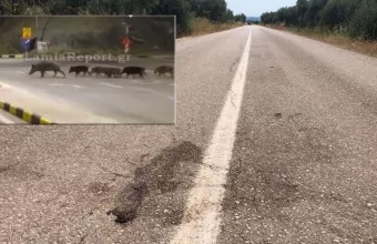 Αγριογούρουνα στη Φθιώτιδα