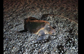  Ρόδος: Θαλάσσια χελώνα άφησε τα αυγά της σε κεντρική παραλία του νησιού