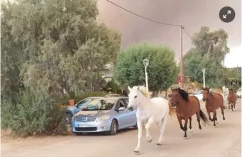 Αλογα ροδος