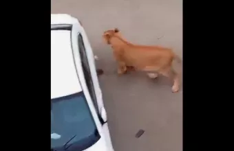 Λιοντάρι 