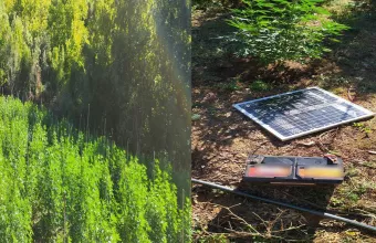 Πλήρως οργανωμένη φυτεία κάνναβης σε δύσβατη δασική περιοχή στο Παγγαίο