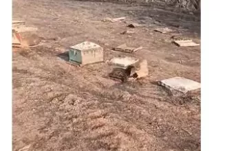 Καμμένες μέλισσες