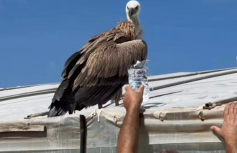 Εξαντλημένο και σε άσχημη κατάσταση βρέθηκε άγριο πτηνό σε θερμοκήπιο στην Κρήτη